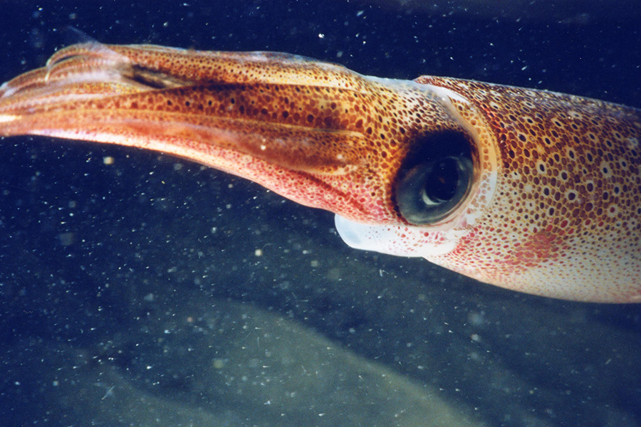 Pacific Squid: Trade hurdles to China remain, but prices are steady