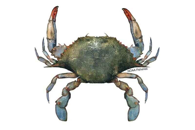Blue crab. Courtesy of NOAA Fisheries