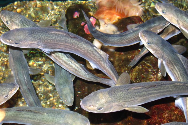 Surveys look promising for blackcod and halibut