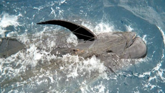 First permits issued for new swordfish fishing gear that's safe