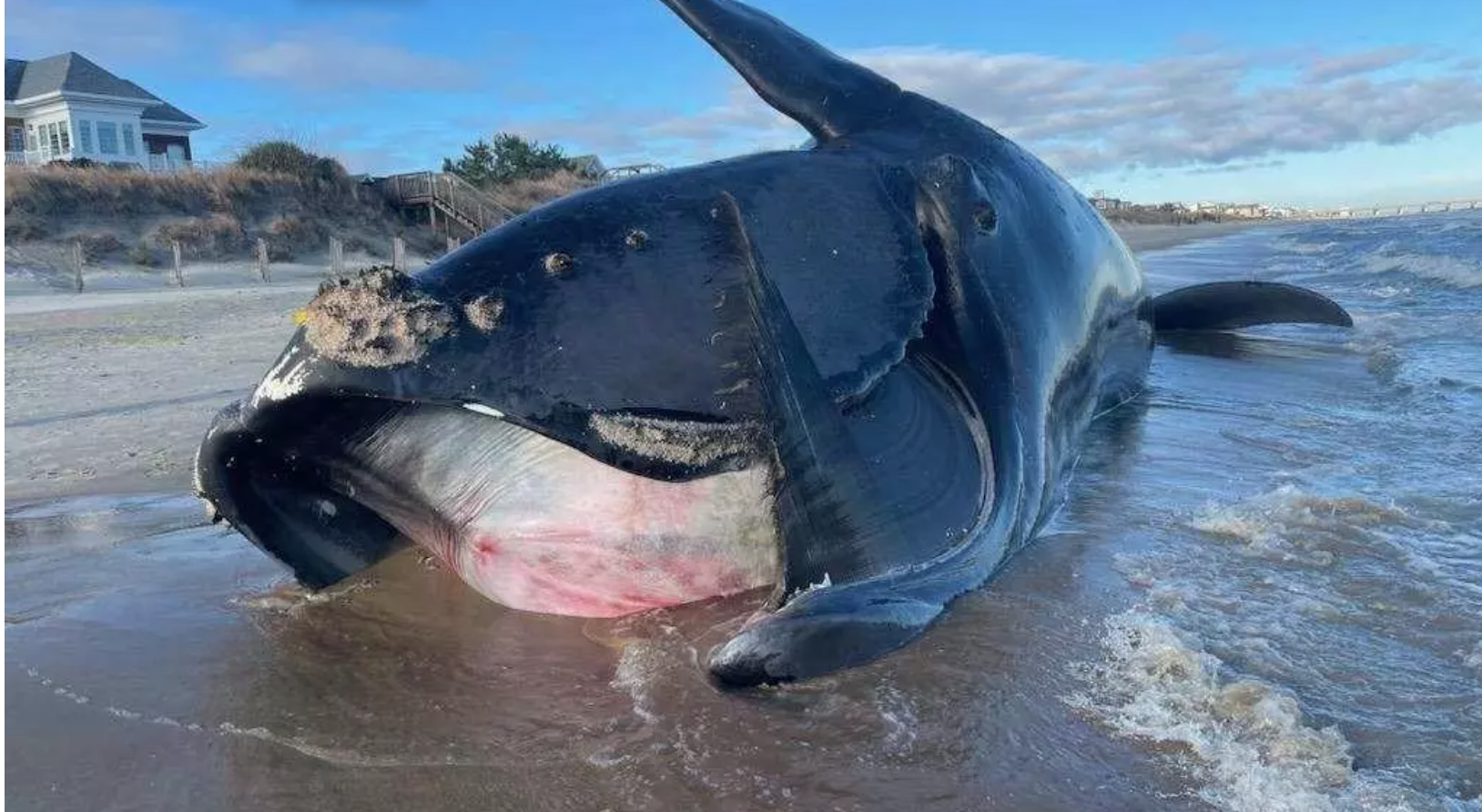 Blue Whale  NOAA Fisheries