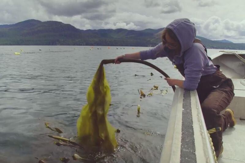 Popular kelp varieties benefit ocean environment