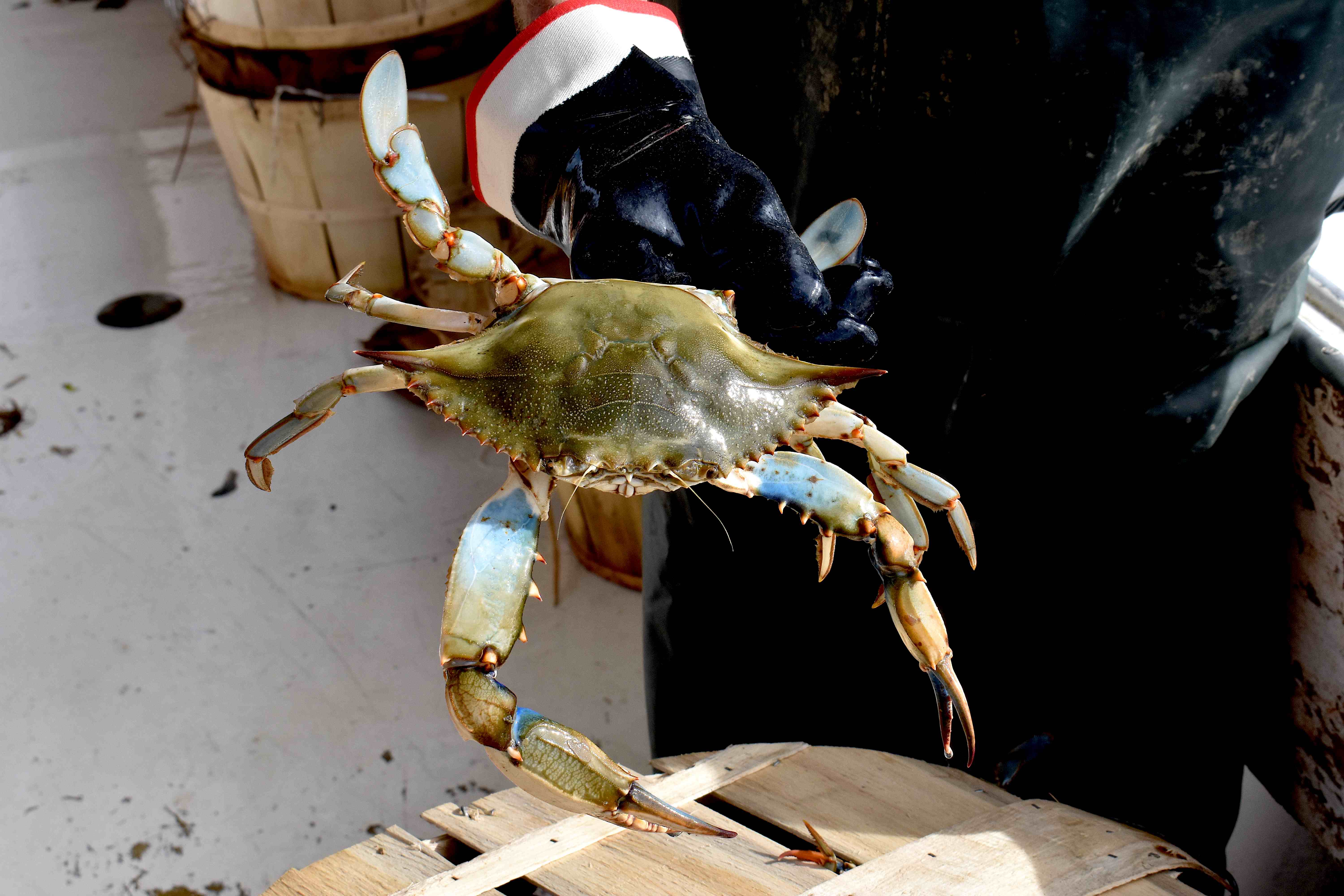 Bay-wide blue crab survey shows 46 percent increase
