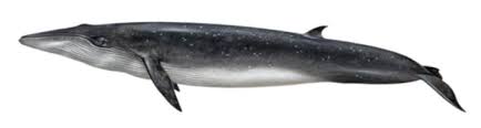 Courtesy of NOAA Fisheries