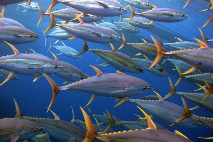 Proposal could expand fishing options for USVI commercial fleet