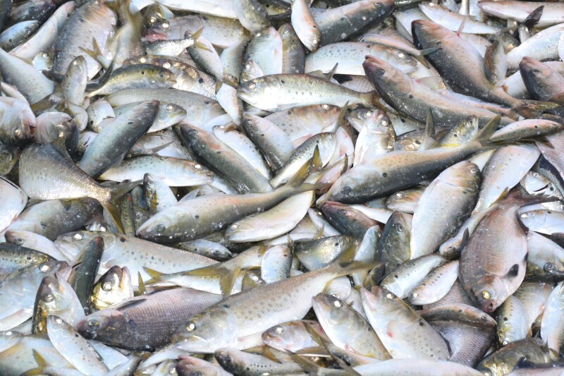 Menhaden firms deny pressuring Virginia legislators