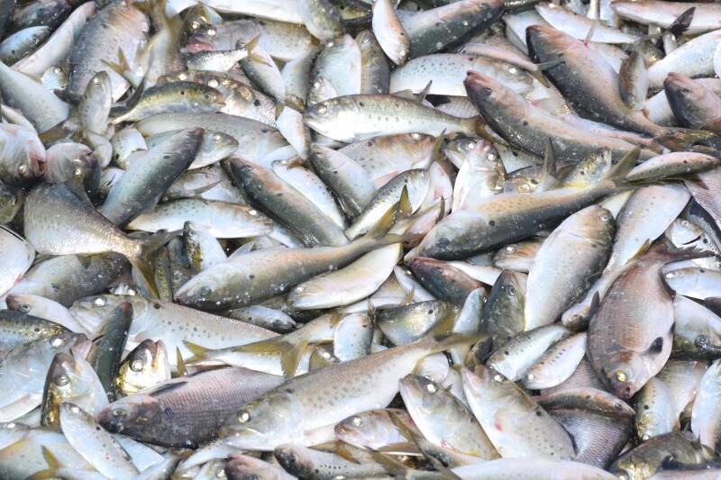 ASMFC public hearings on menhaden