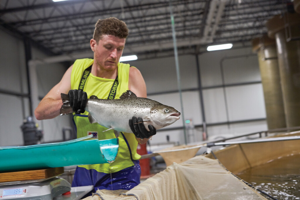 New Federal Analysis Finds Puget Sound Commercial Net Pens Are Harming  Salmon, Steelhead, And Other Protected Fish – Wild Fish Conservancy  Northwest