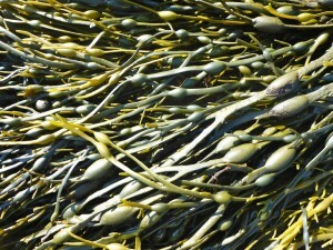 Maine rockweed (seaweed)