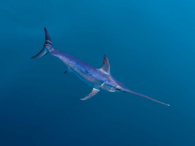 The slow death and uncertain future of California's swordfish fishery