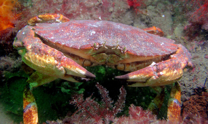California warns against eating rock crab viscera along the Northern coast