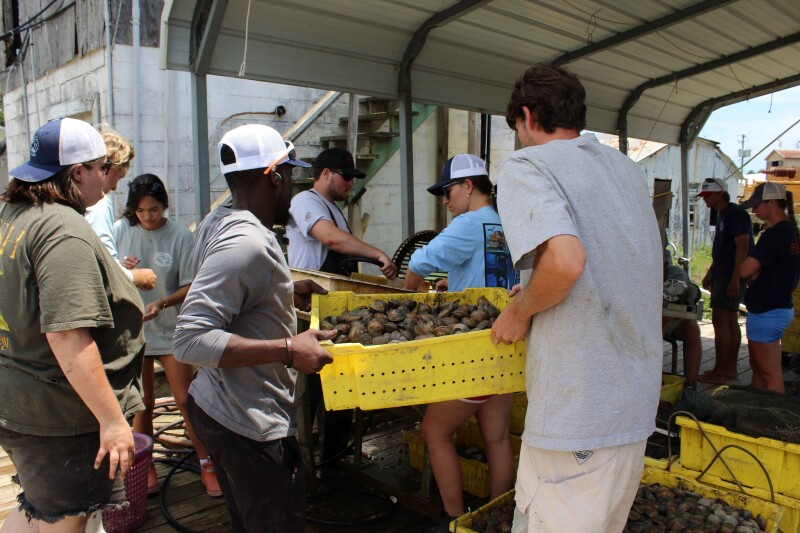 Applications open for SC Sea Grant seafood apprenticeship
