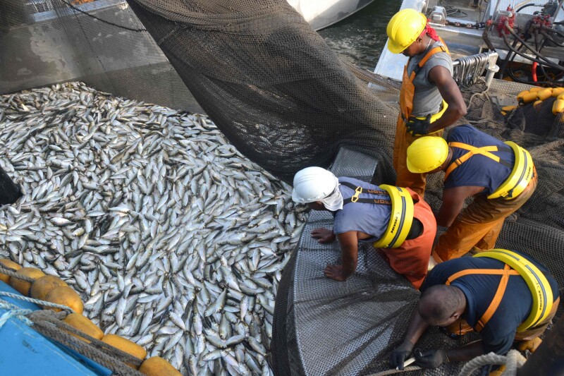 Two bills related to Virginia's menhaden stall in committee, one moves forward