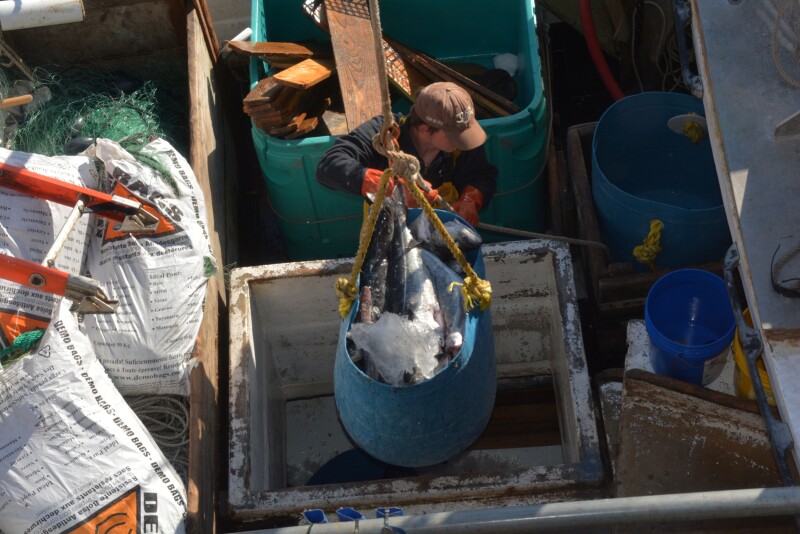 Framework finally implemented as Gulf of Maine haddock quota increase takes effect