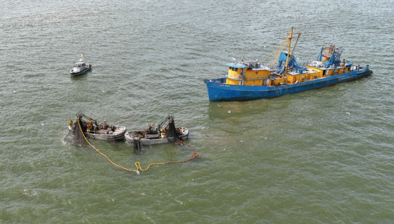 Gulf menhaden fishery no threat to red drum, study finds