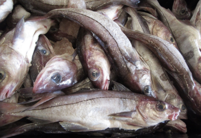 New England groundfish fleet faces long rebuilding period