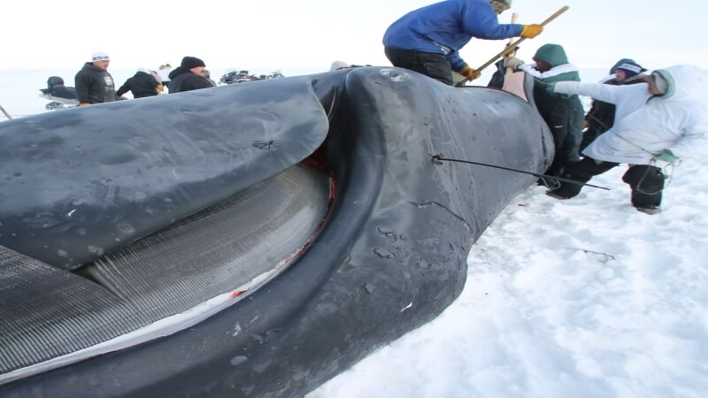 Fall subsistence whale hunt is on in Alaska