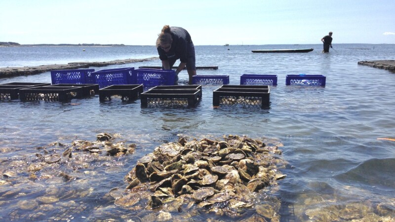 $1.6M to aquaculture and fisheries research