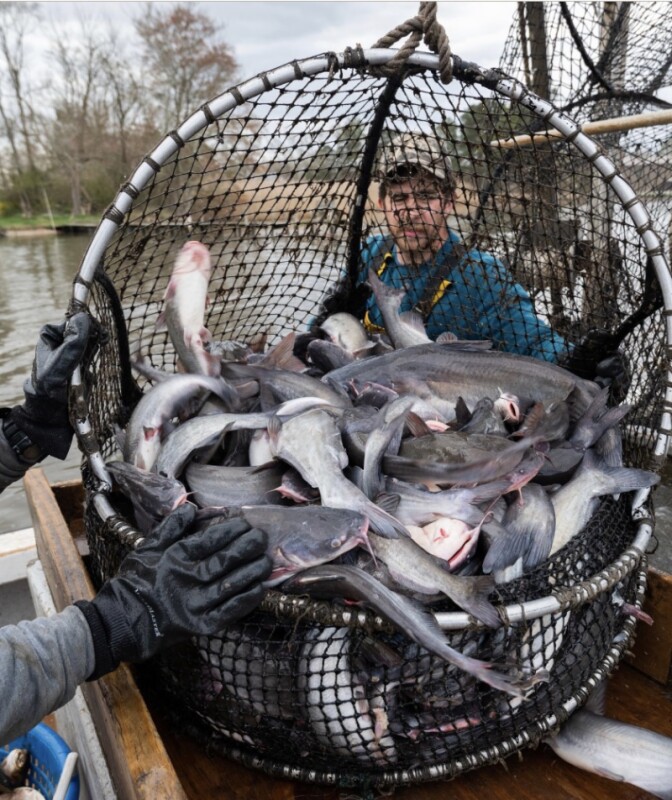 Invasive blue catfish turn problem into fishery