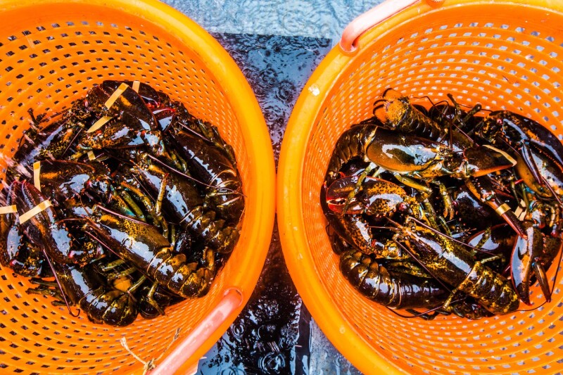 Innovator makes a go of lobstering in Caribbean | Commercial Fishing ...