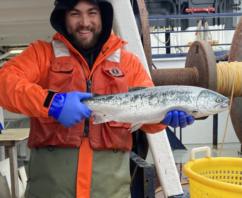 Study probes environmental drivers of salmon bycatch in Alaska pollock fishery