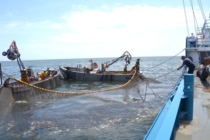 Last 2026 General Assembly bill to regulate Virginia menhaden fishery stalls