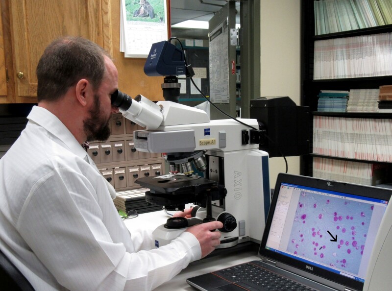 Study pinpoints severity of pathogens harmful to Pacific salmon