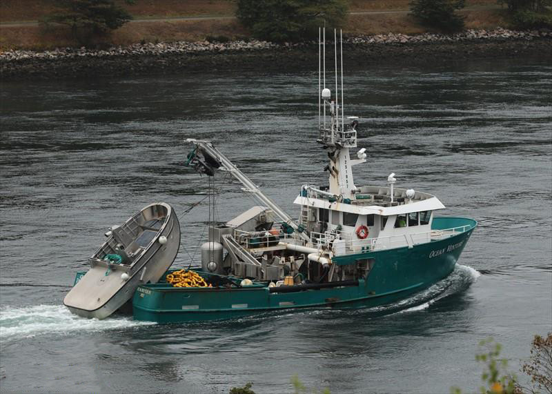 Aerial Coastal Alaska,fishing boat (purse seine?) with net full of fish 