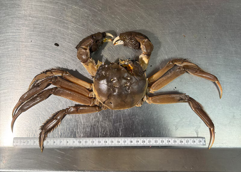 First Chinese mitten crab found in Lower Columbia River