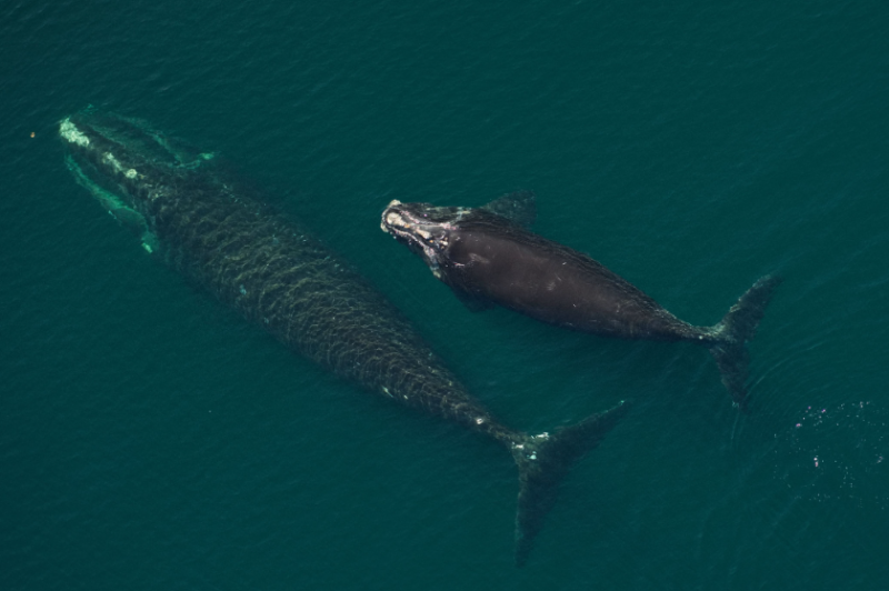 Right whale births reported highest since 2009