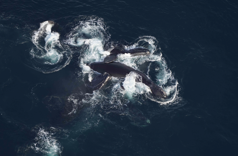 NOAA may modify vessel speed limits for right whales