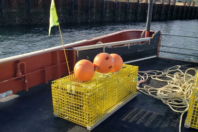 Ropeless fishing gear: Georgia researchers work with commercial fishermen  to test equipment –