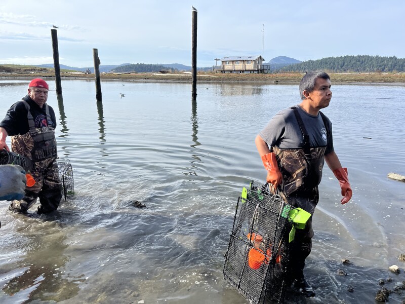 First European green crab detected in Skagit Bay