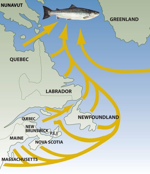 Fisheries management and Greenland