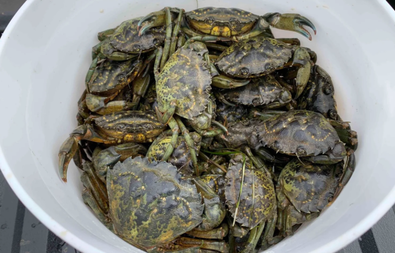 Washington green crab captures top 2 million as invasion surges