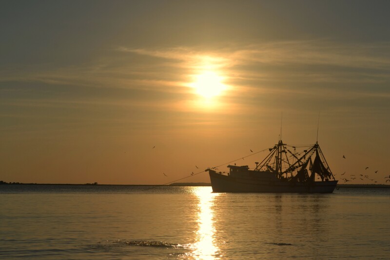 Southern shrimpers cheer tariffs on India shrimp imports