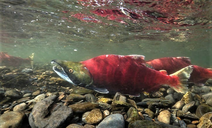 Alaska salmon returns down 87 percent, as Bristol Bay sockeye