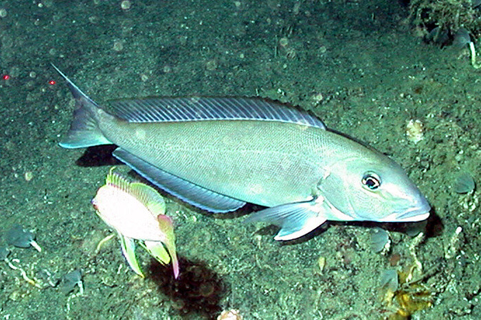 Blueline tilefish fishery closes early as landings hit the limit