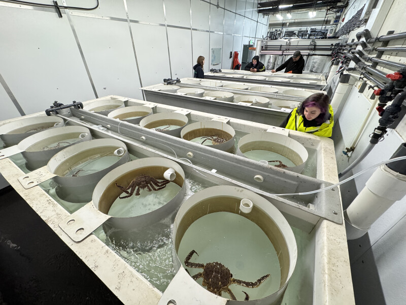 Partners hatch a project to return Alaska king crab stock to health