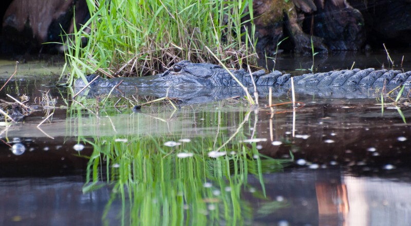 U.S. service finalizes expansion of Okefenokee National Wildlife Refuge