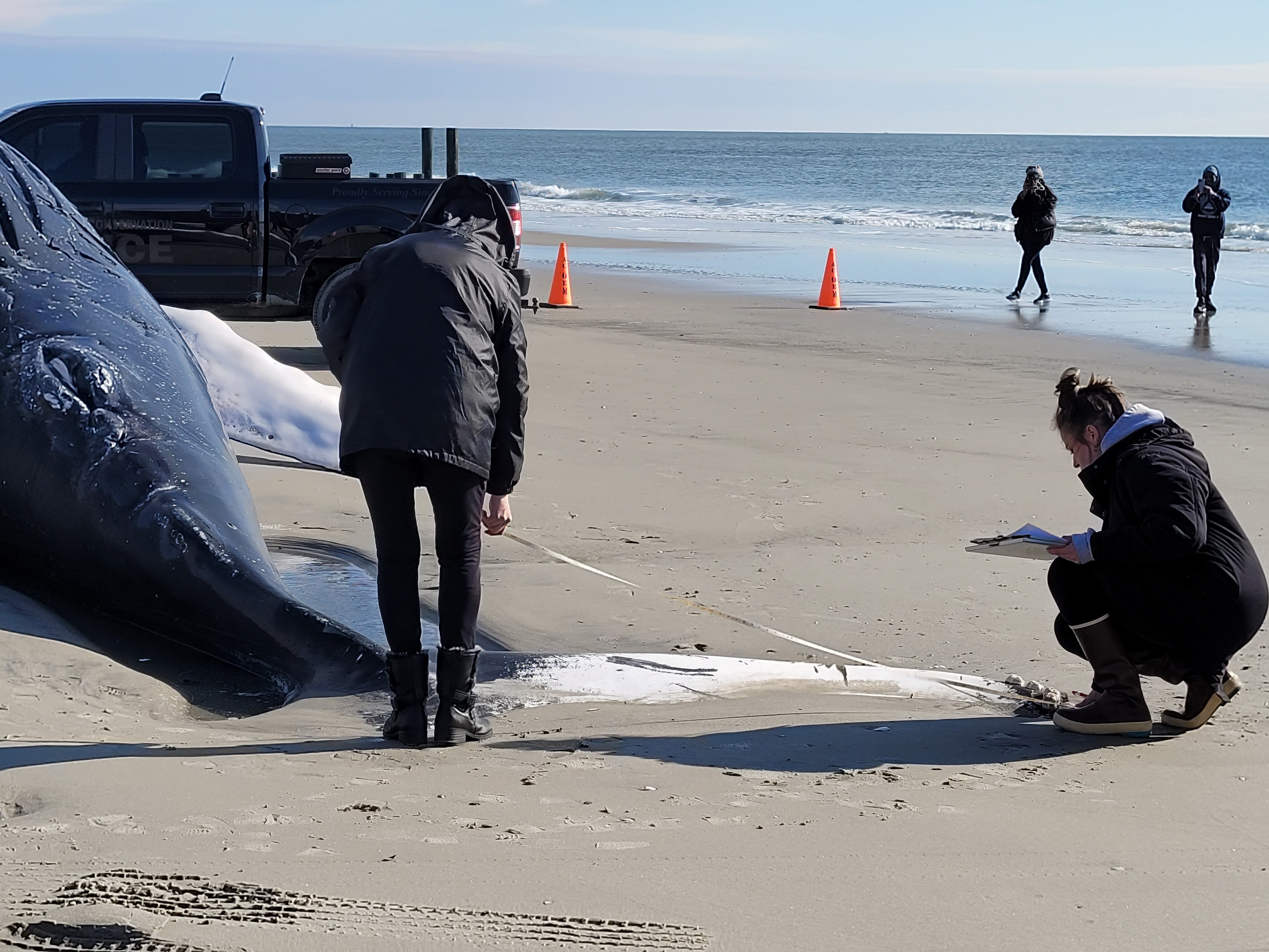 Offshore wind critics call for investigation of New Jersey whale strandings