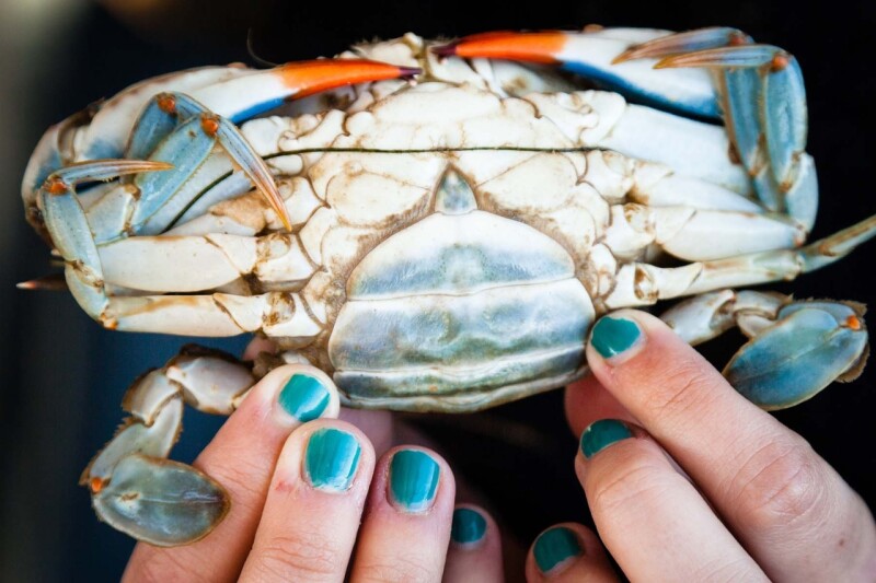 Hands holding up a blue crab