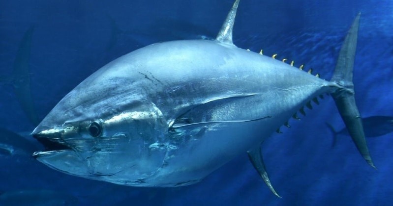 Meet the star of Sushi-Con: 400-pound tuna | Commercial Fishing ...