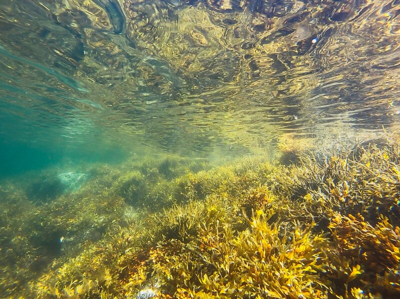 Kelp forest off from the coast of California