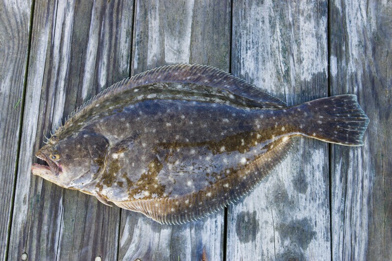 Southbound & Down: South Jersey (Summer) Flounder Fest - The Fisherman