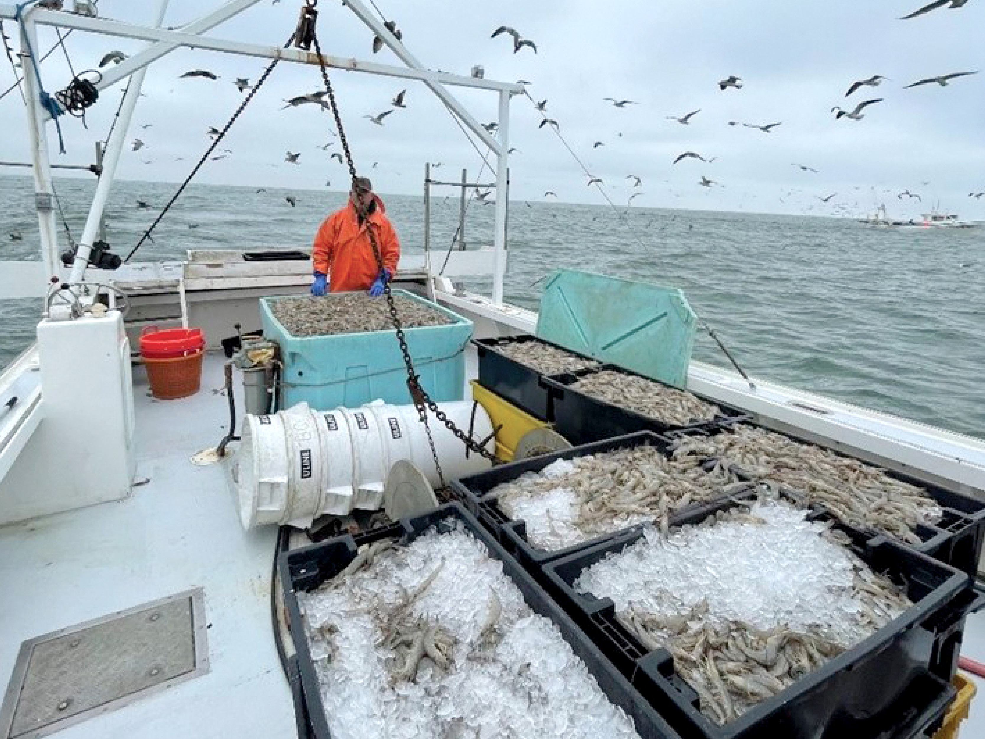 A shifting climate may be bringing a new commercial fishery to the  Mid-Atlantic