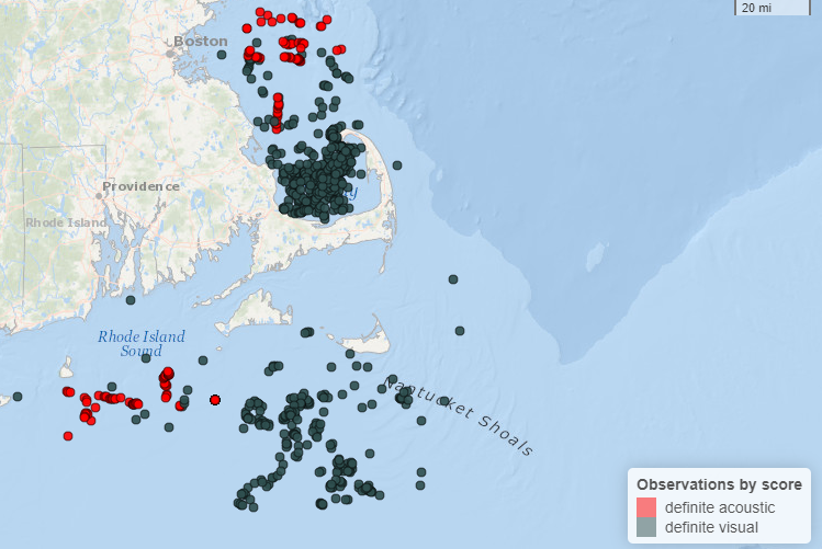NMFS reports right whales increasing use of New England offshore wind areas