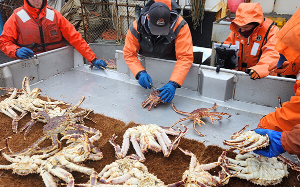 Red king crab surveying update has Bering Sea fishermen hopeful