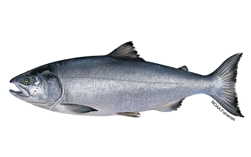 NMFS king salmon fishery possible off S.E. Alaska this summer