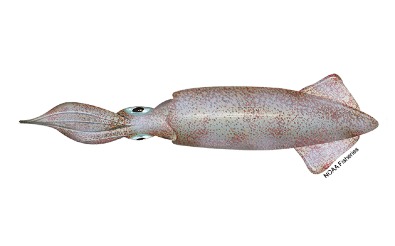 Cooler ocean means better business for Calif. squid fishermen